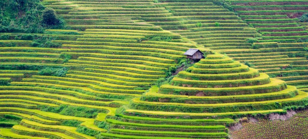 Calendario de la temporada de maduración del arroz en el Noroeste de Vietnam