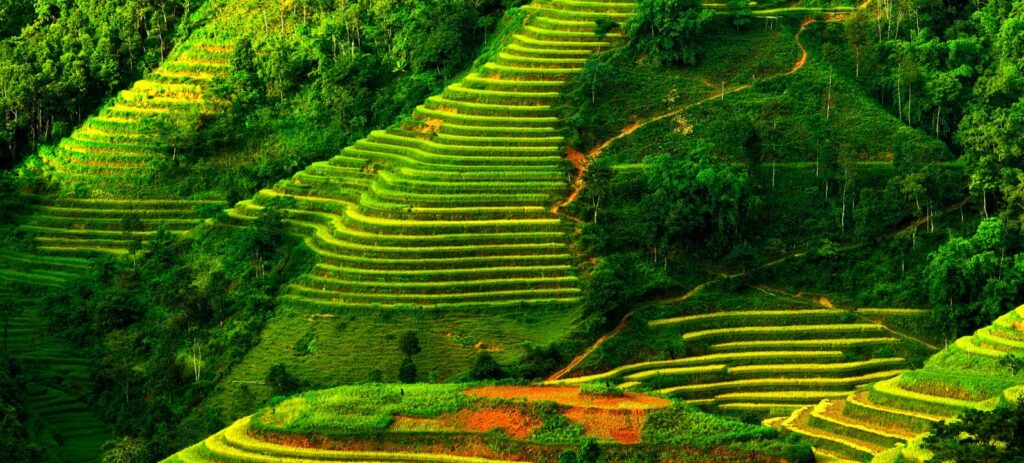 Temporada de arroz en Hoang Su Phi