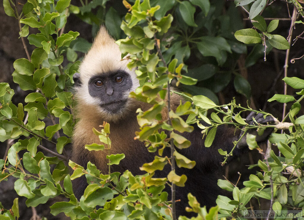 Langur Cat Ba